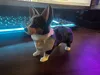 Tri-Color Corgi - Painted