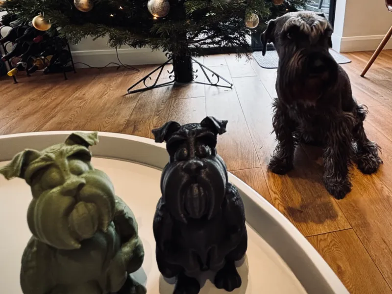 Cute Schnauzer Model