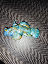Poisson mandarin a peindre — photo 3