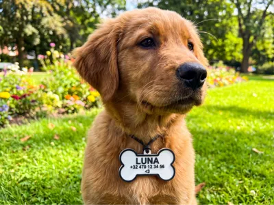Customizable PET ID Tag Generator