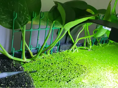 Aquarium Pothos Rack (Extra Tall and deep)