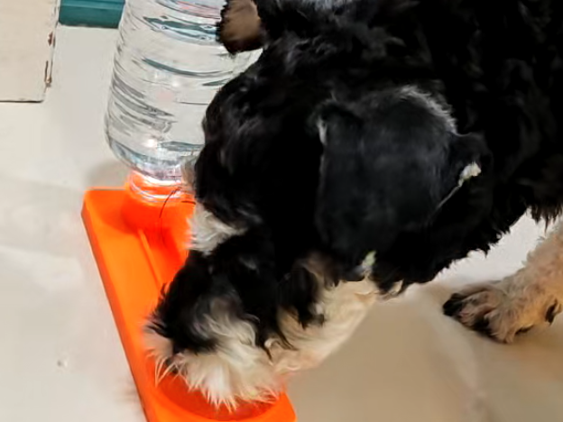 宠物饮水