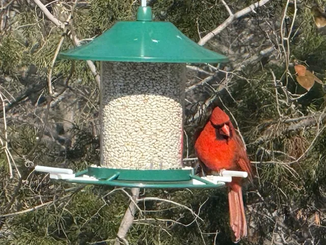 Extra Bird Feeder Perch for the Perky-Pet