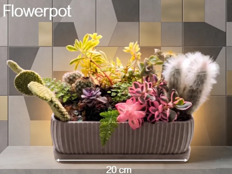 Suculent & cactus pot