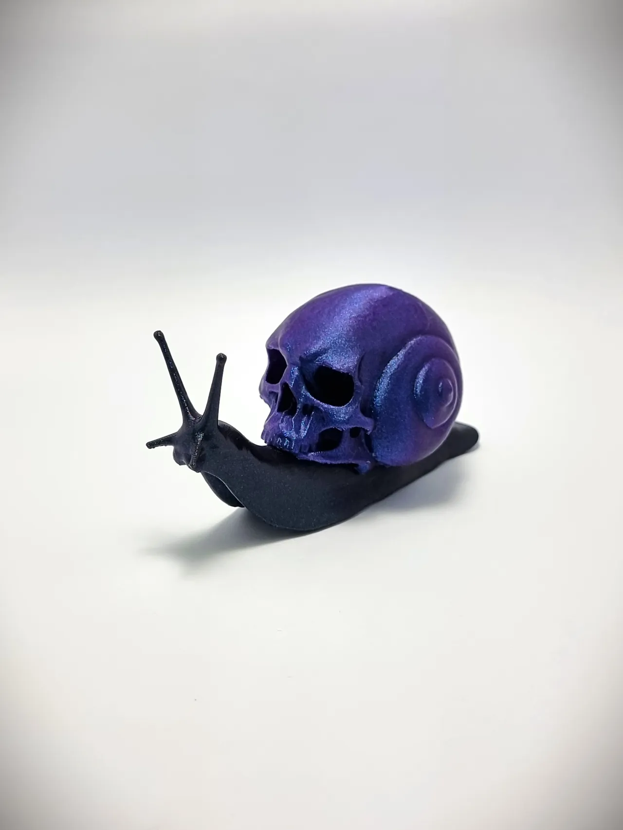 Snail Skull view 2