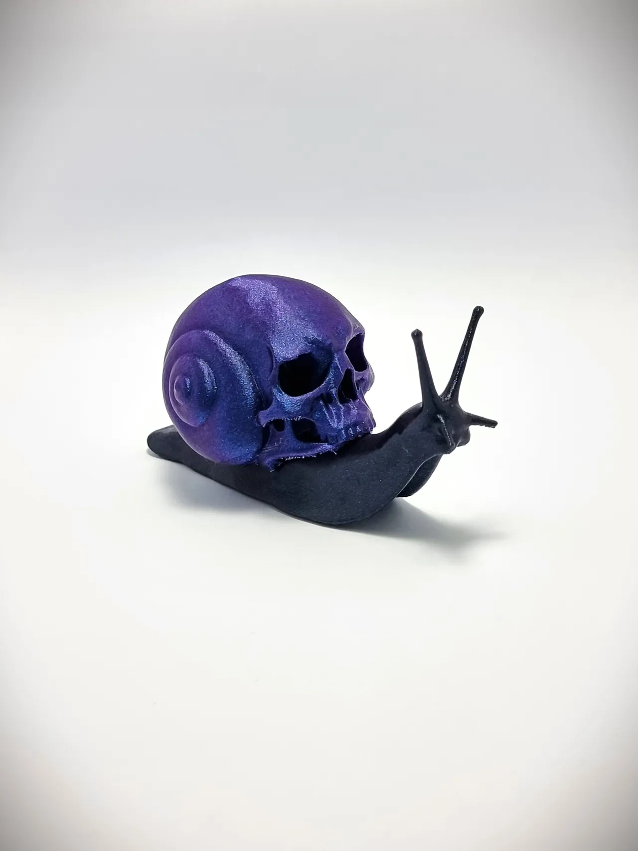 Snail Skull view 3