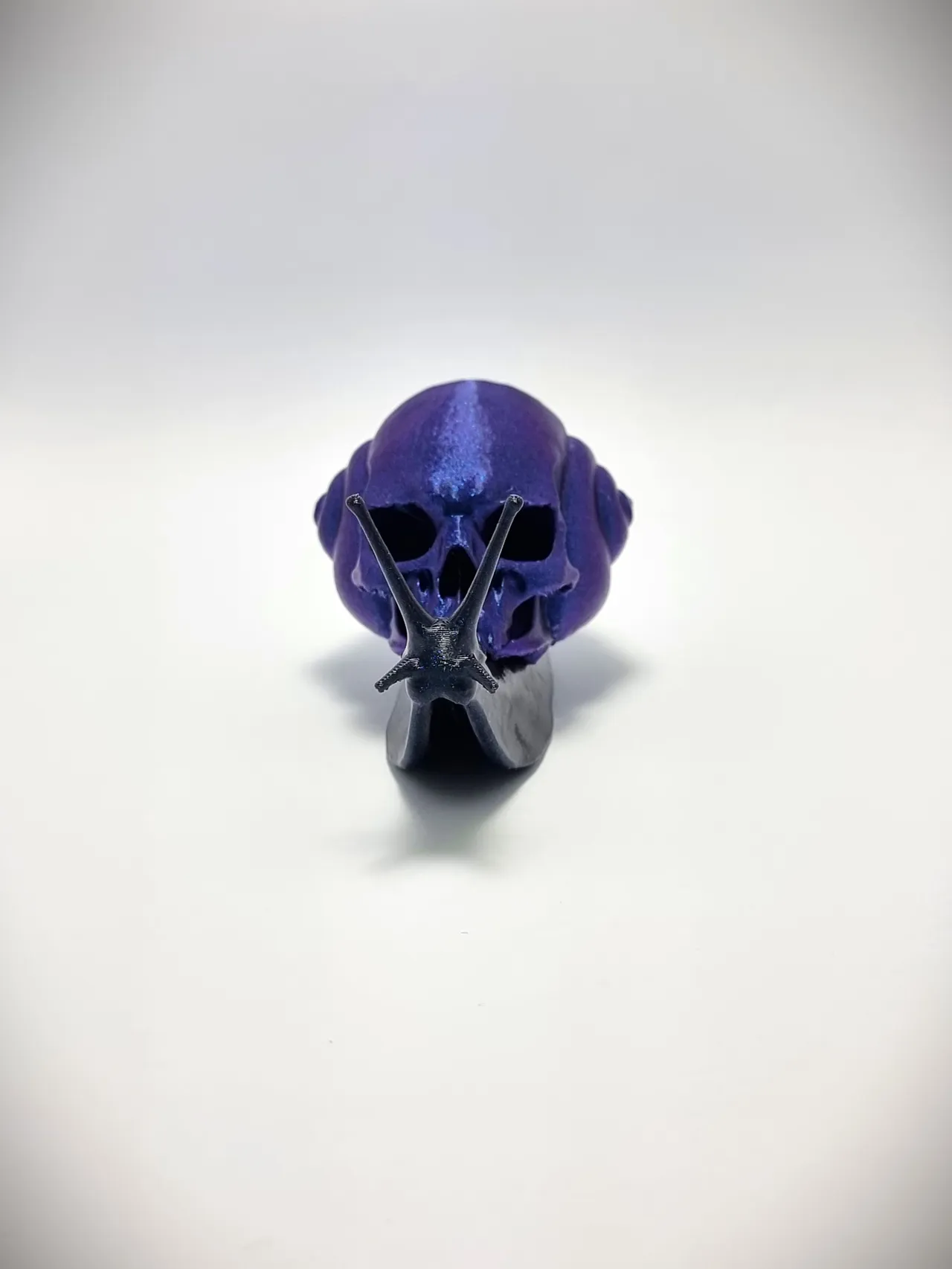 Snail Skull view 4