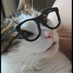 Print in place cat foldable glasses
