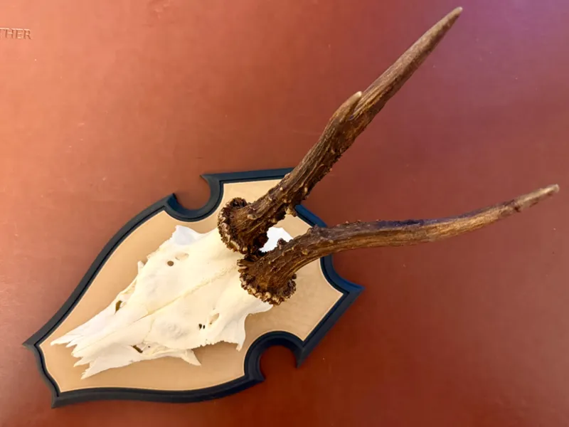 Trophäenbrett / Gehörnbrett Rehbock