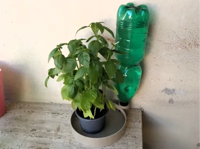 Potted Plant Water Dispenser
