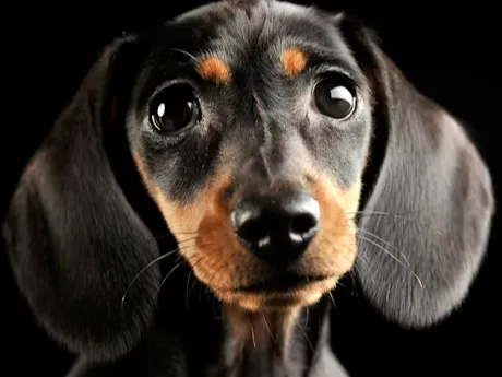 Dachshund Flexi fidget
