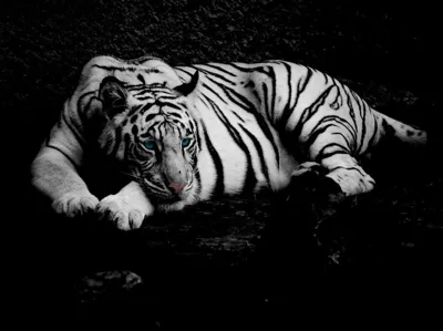 Cool white tiger