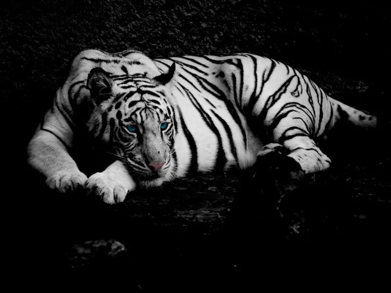 Cool white tiger