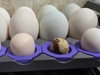 Egg Holder insert