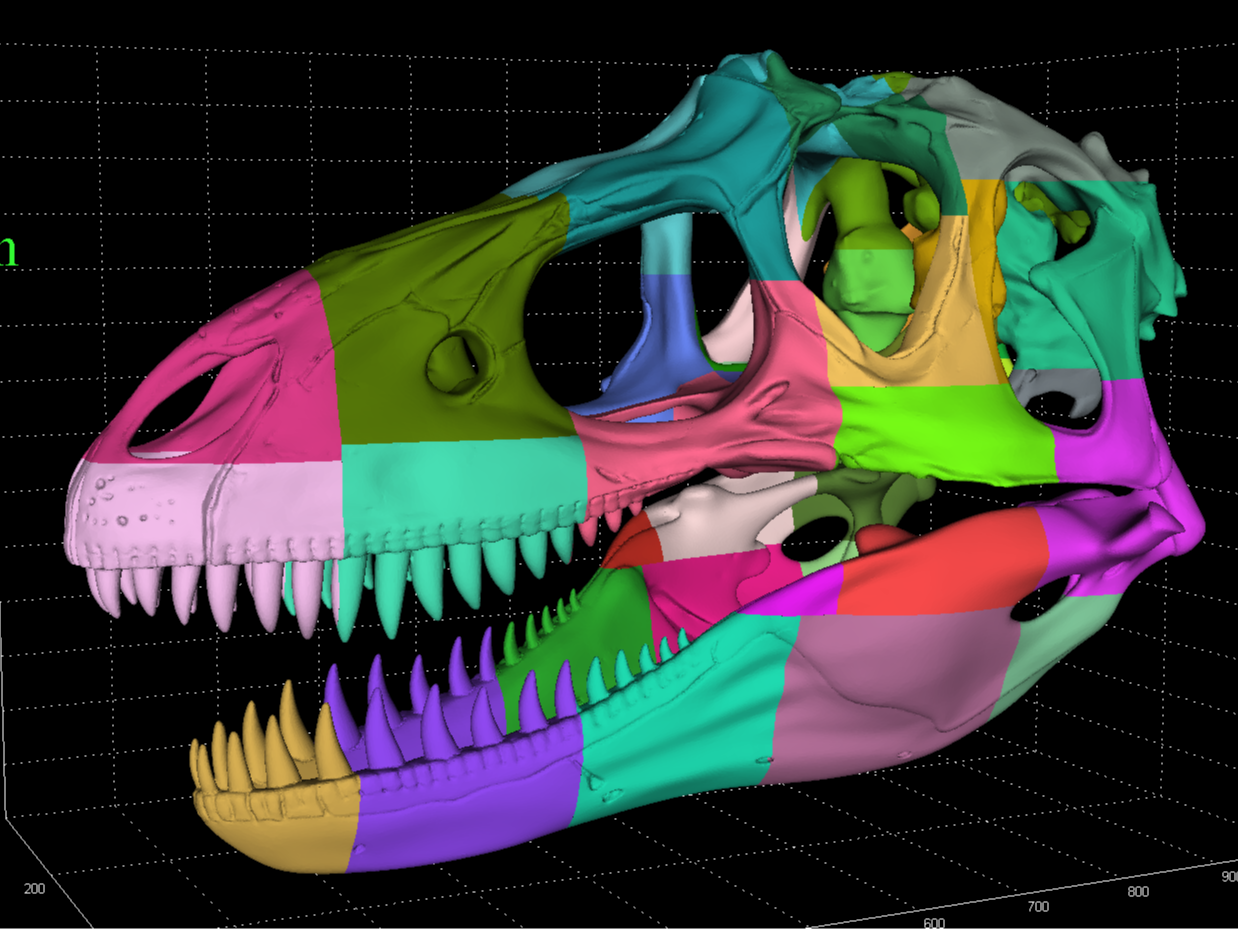 Lifesize Gorgosaurus Skull – 1 Metre Long Model - 1