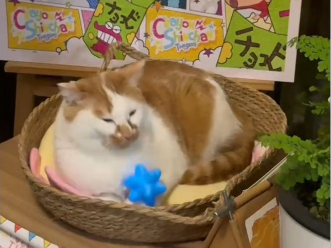 动森流星唱片机装饰