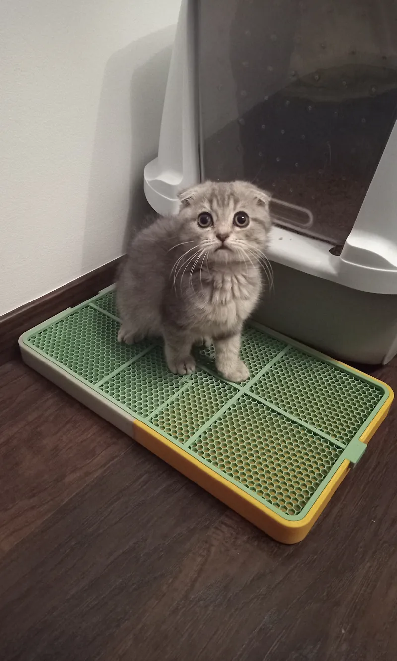 Cat litter mat with tray