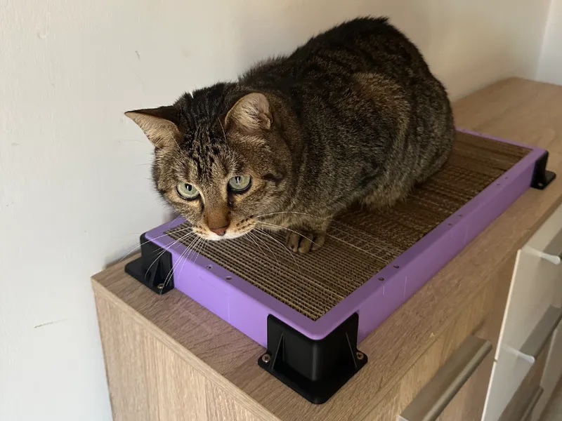 Cat scratcher