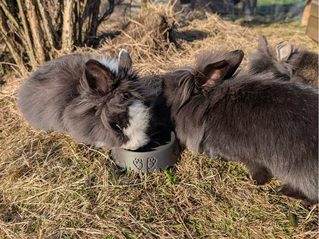 BunnySafe Stackable Bowl