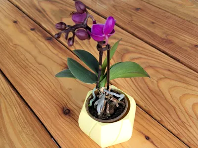 Plant pot HEXA