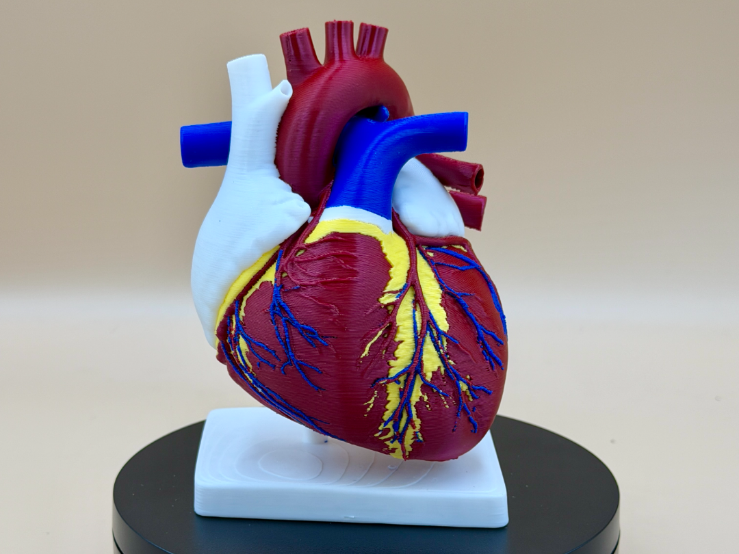 Heart of Life – Anatomical Heart Display