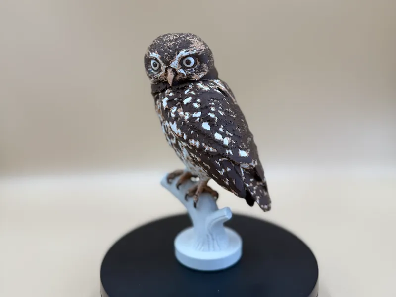 The Little Watcher Owl