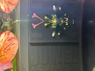 Garnelengitter für Juwel Bioflow M
