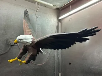 Adler Deko / Eagle Lamp Holder