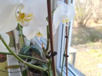 Pince pour tige d'orchidée, sans dommage — photo 1