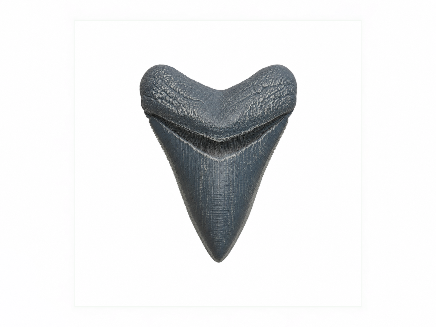 Megalodon Thooth | Fossil Replica