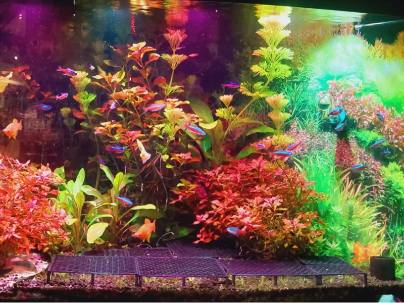 aquarium grass protect