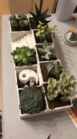 Jardin zen Yin et Yang pour succulentes — photo 2