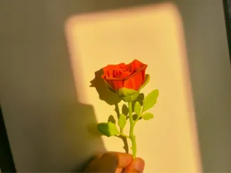 玫瑰花 情人节礼物 七夕礼物