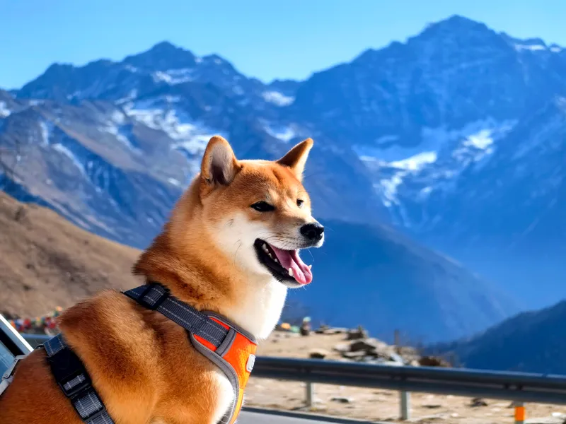 cmyk浮雕照片 柴犬夏天 doge  cheems Shiba Inu
