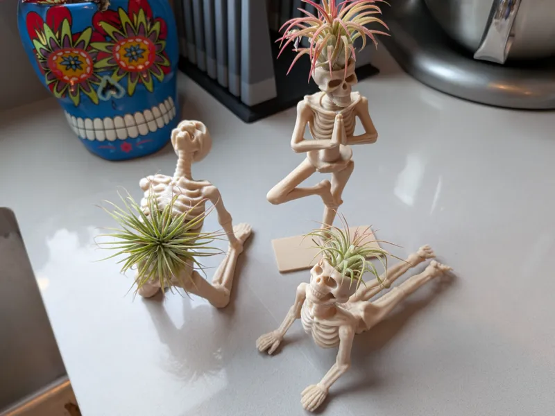 Air Plant Yoga Skeletons Part 2