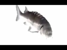 funky fish