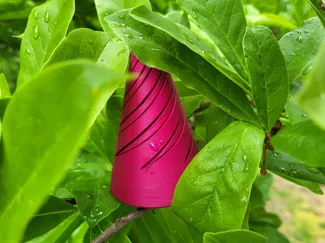 cone fidget