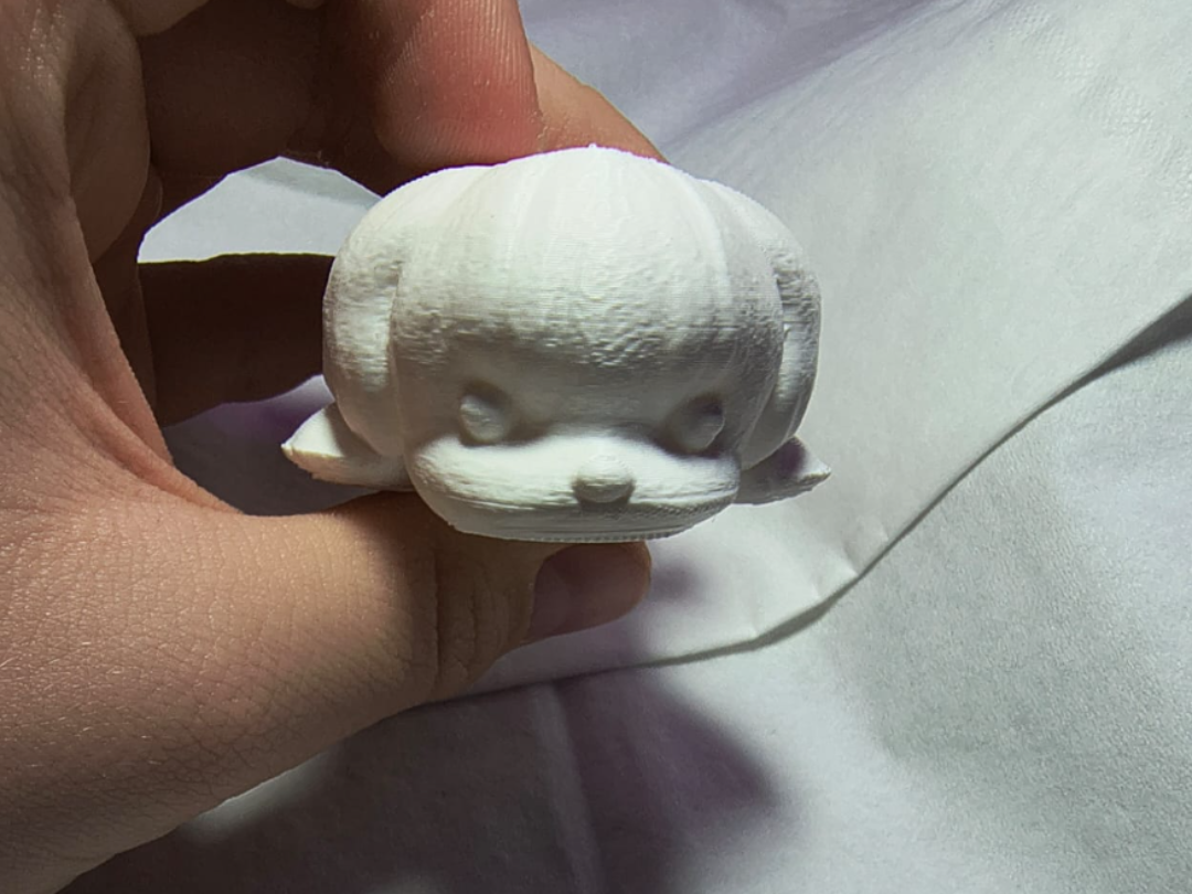 Maltese dog with a moving body