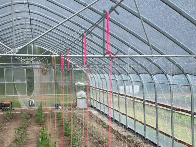 Trellis hooks 