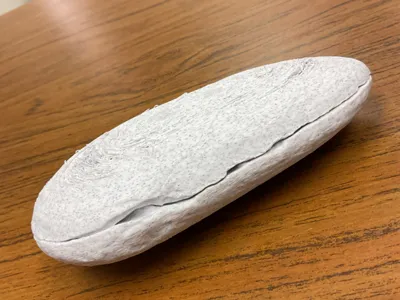 Fern Fossil (3D Scan Model)