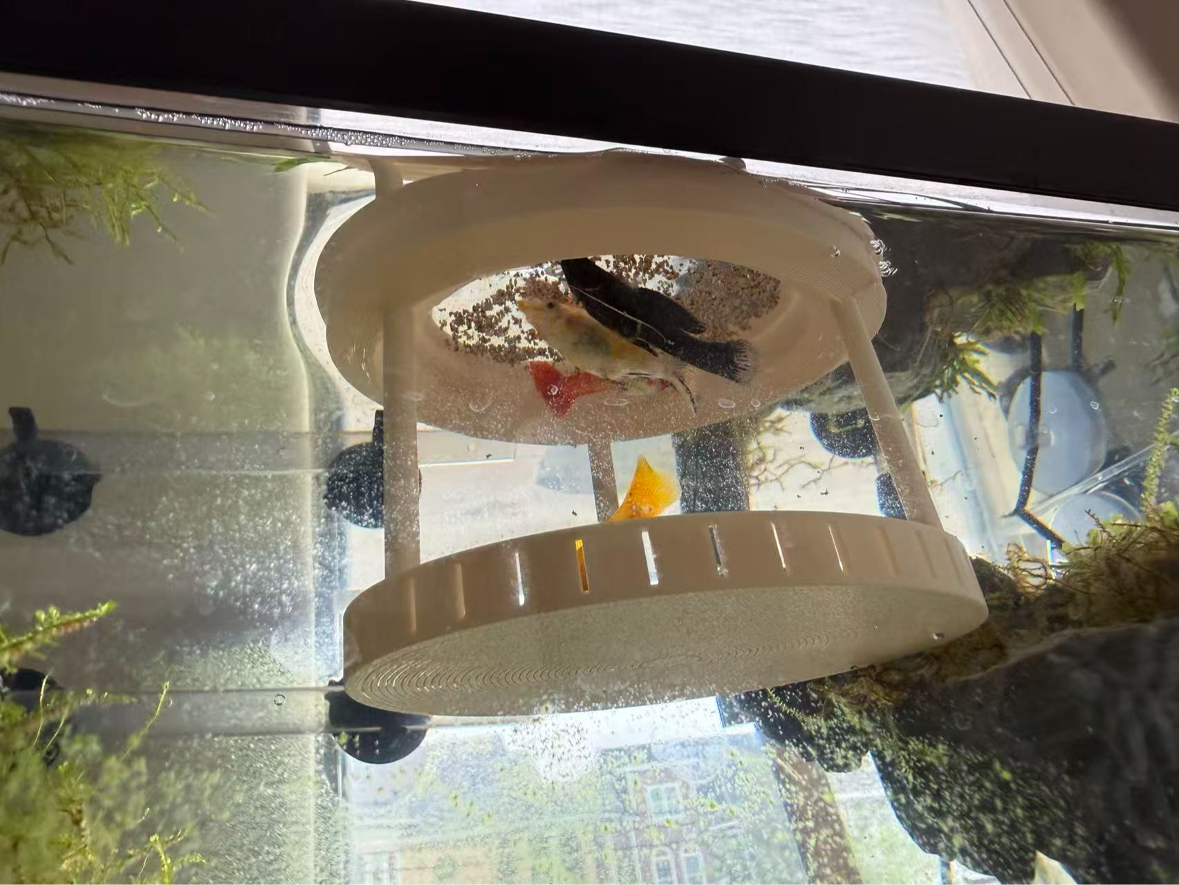鱼缸悬浮喂食器