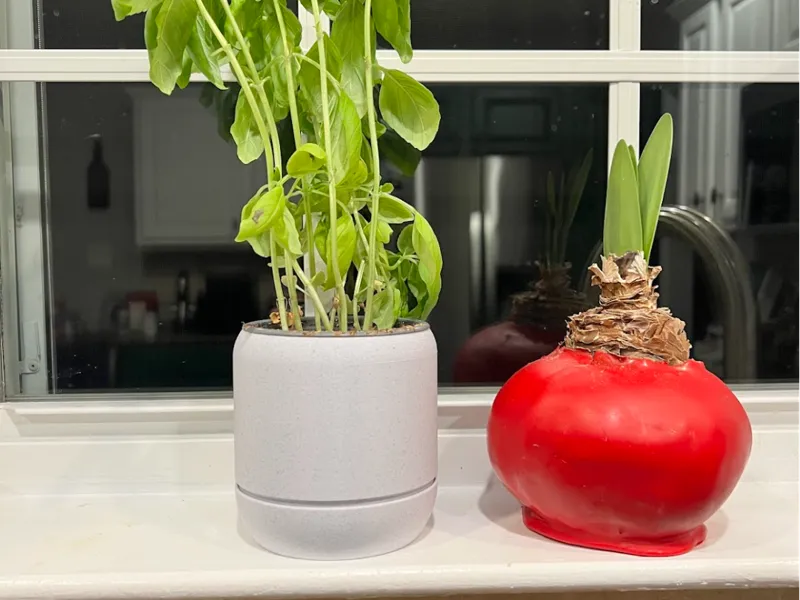 1-Piece Planter - 84 mm (3.3") Opening