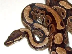 Snek