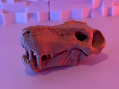 Gorgonopsid Skull (15-25 Grams)