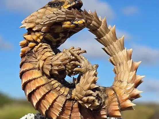 Armadillo lizard