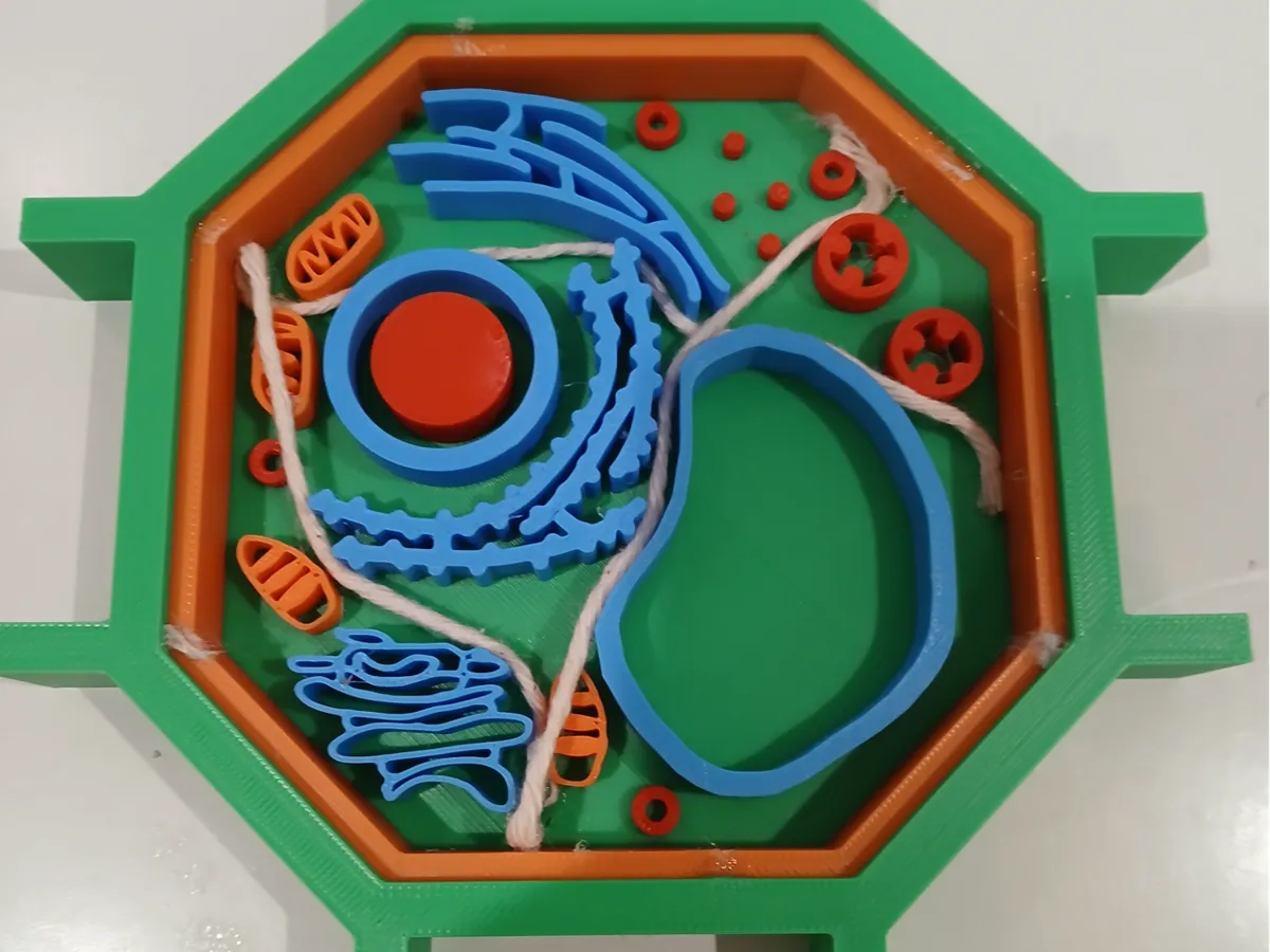 Plant Cell Model - Free 3D Print Model - MakerWorld