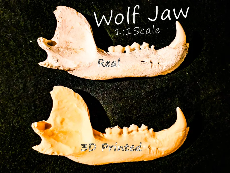 Wolf Jaw - (Found On Hike) 1:1 Scale 