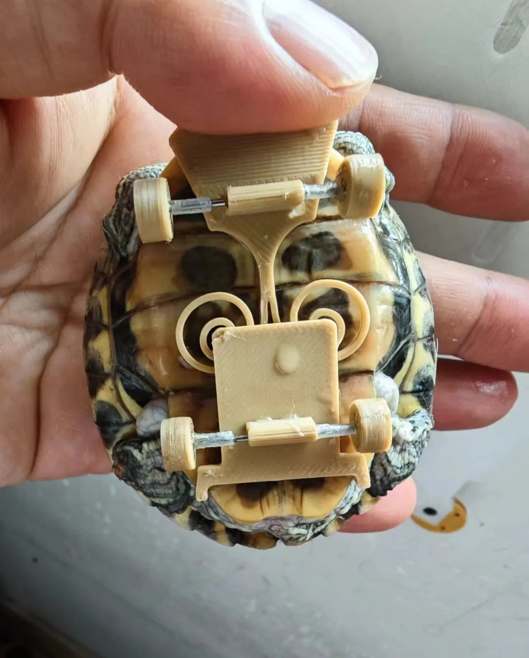 Skateboard pour tortue