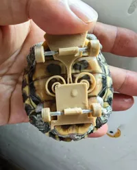 Skateboard pour tortue — photo 1