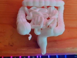 Anatomical model of the small and large intestine